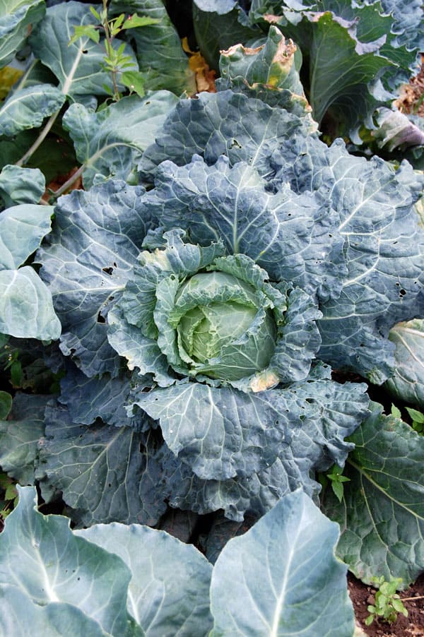 January-King-cabbage