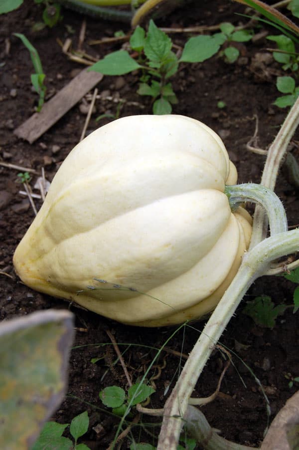 Thelma-Sanders-Squash