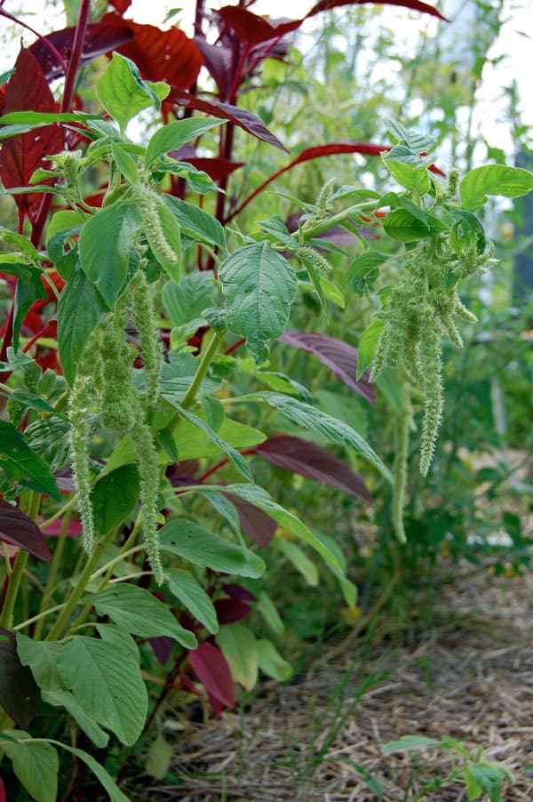 amaranthus-2