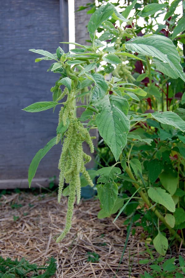 amaranthus