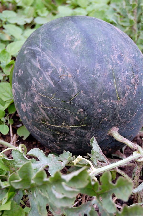 black-watermelon-2