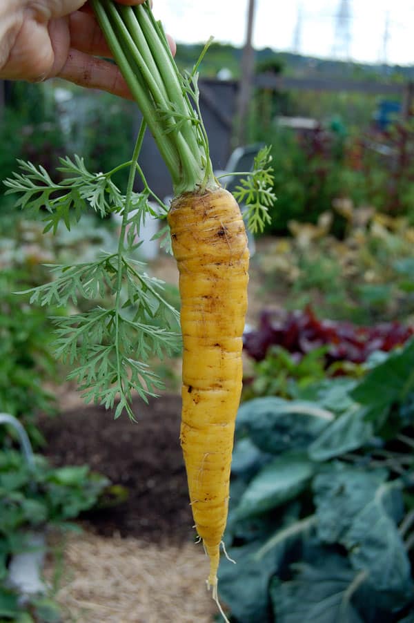 carrot