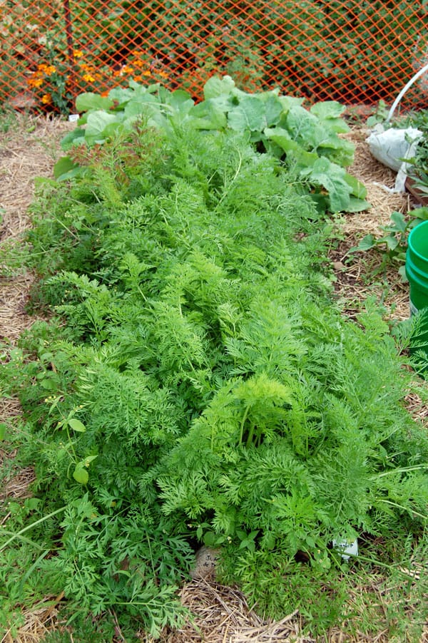 Juane de Daub carrots growing in a patch.