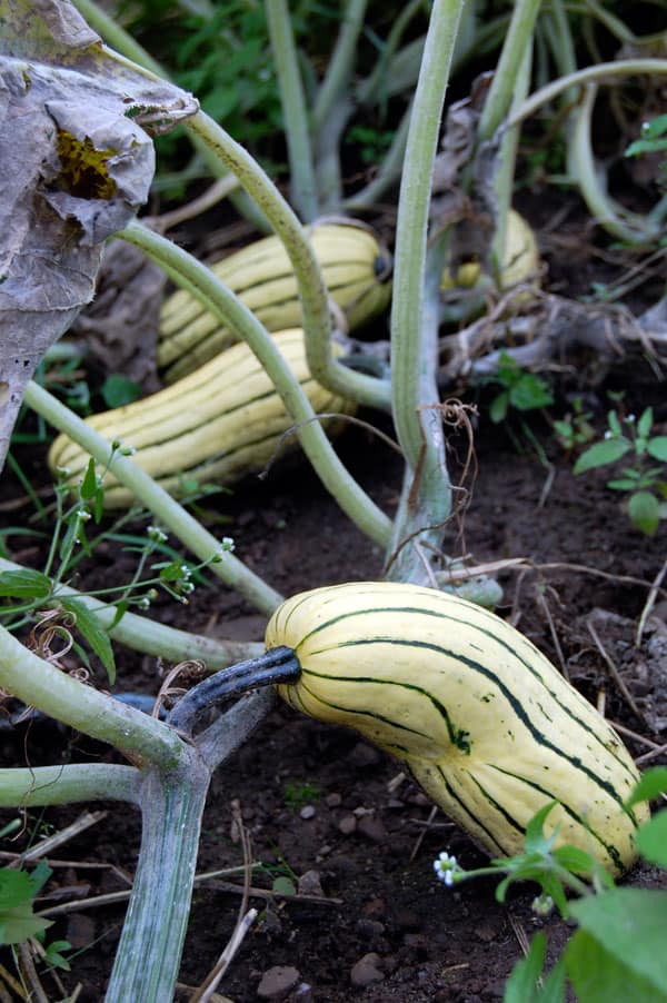 delicata-squash