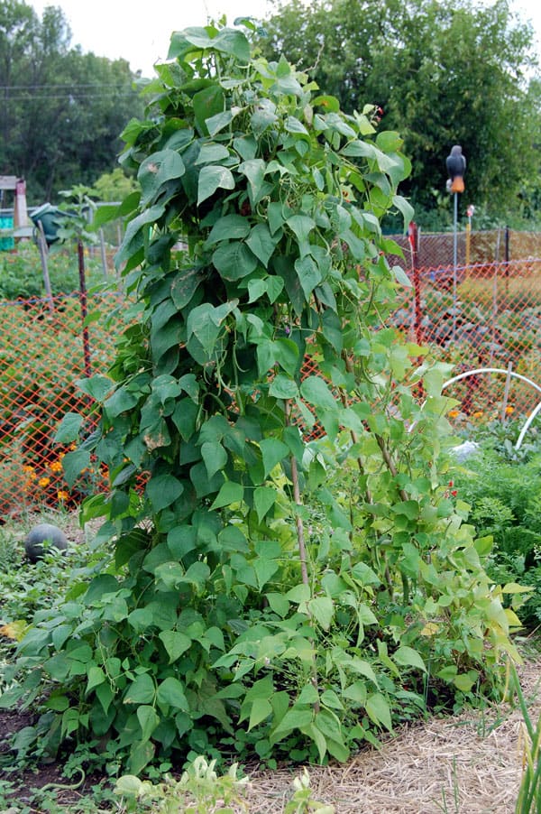 green-bean-tree