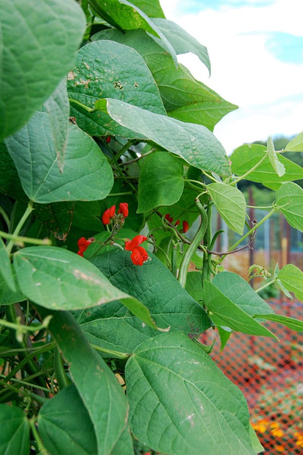 Scarlet runner beans growing in the summer garden.