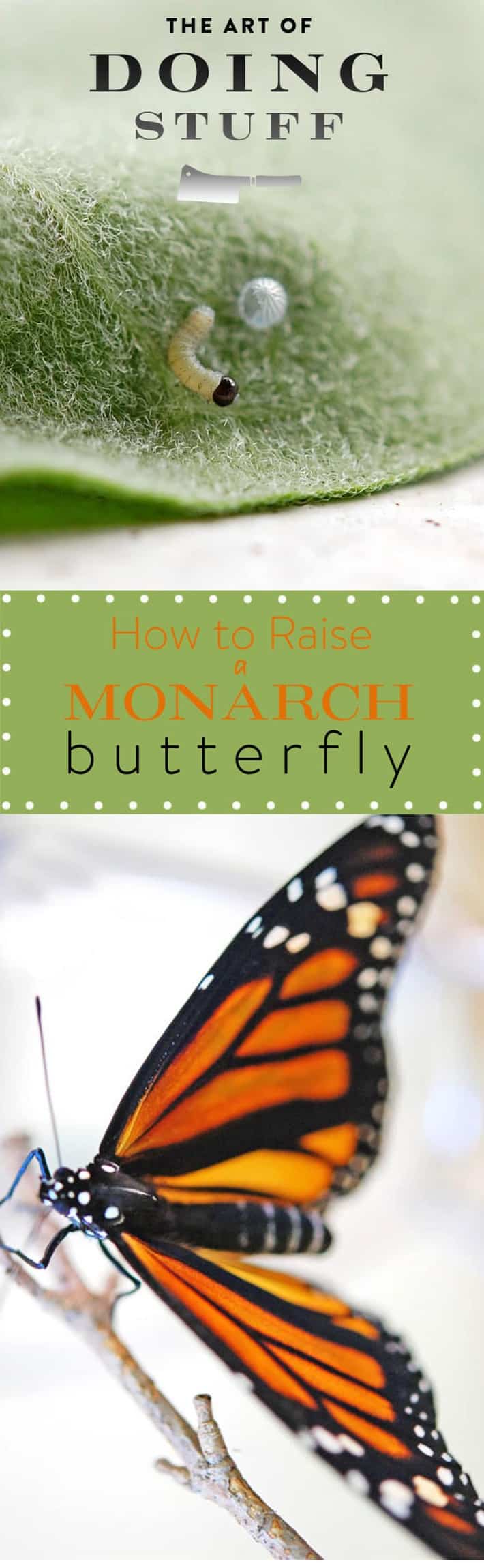 How To Raise a Monarch Butterfly. Part 1.