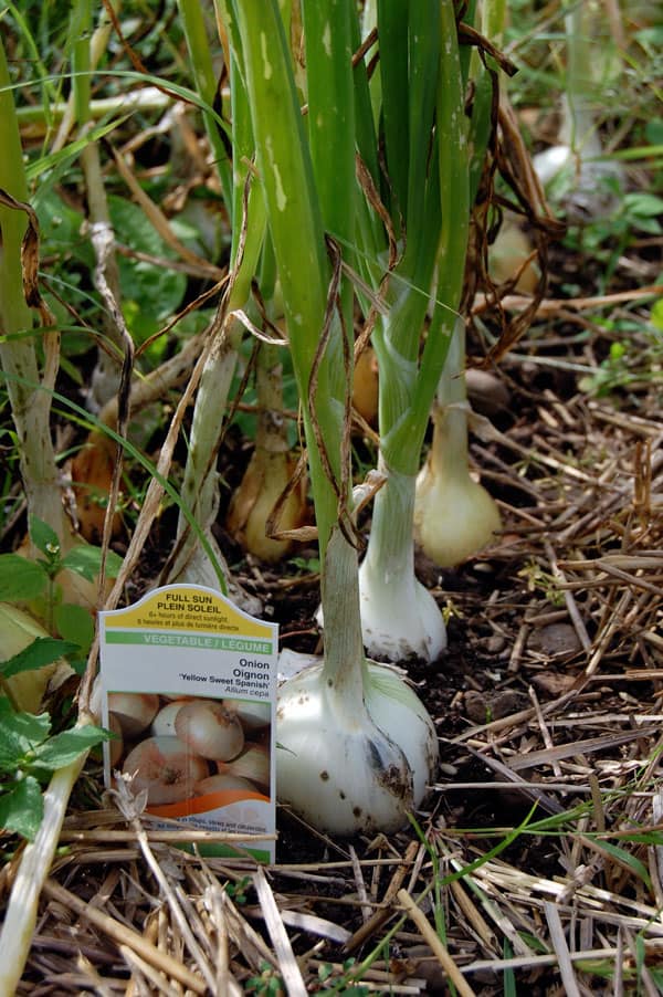 Pest damage on onion leaves shows scarring from onion maggot.