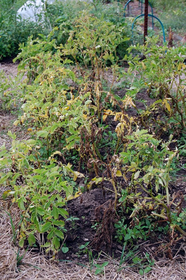 potatoes-ready-to-harvest