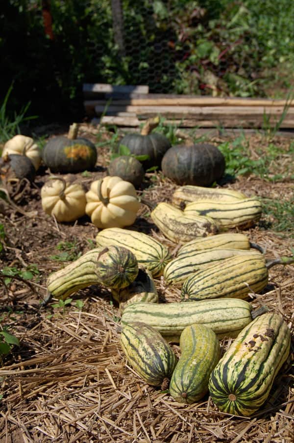 squash-haul