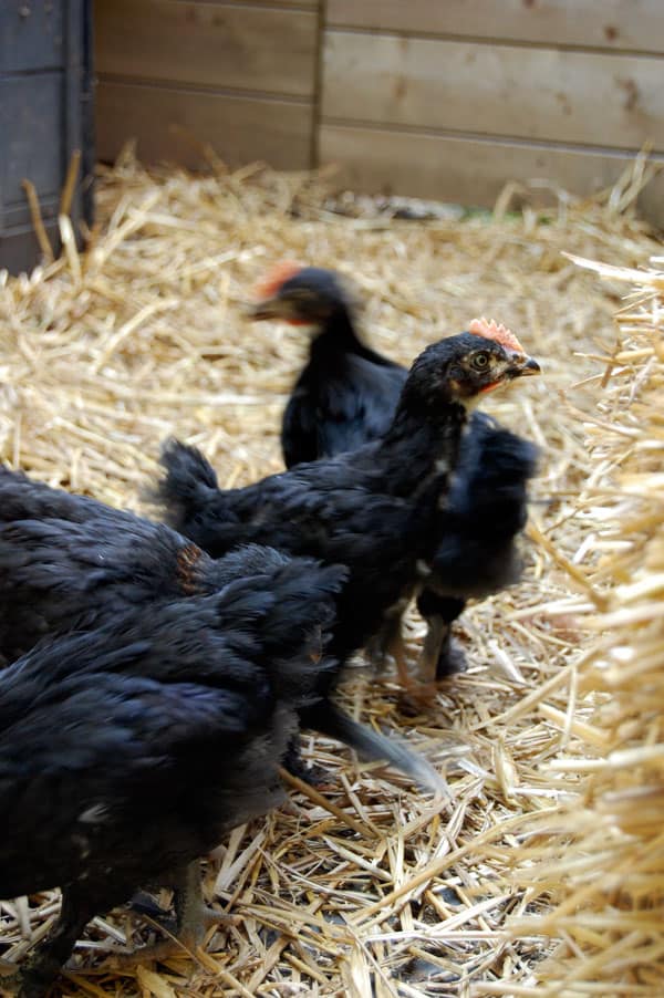 5-week-old-french-marans-chicks