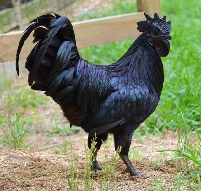 all-black-chicken-1