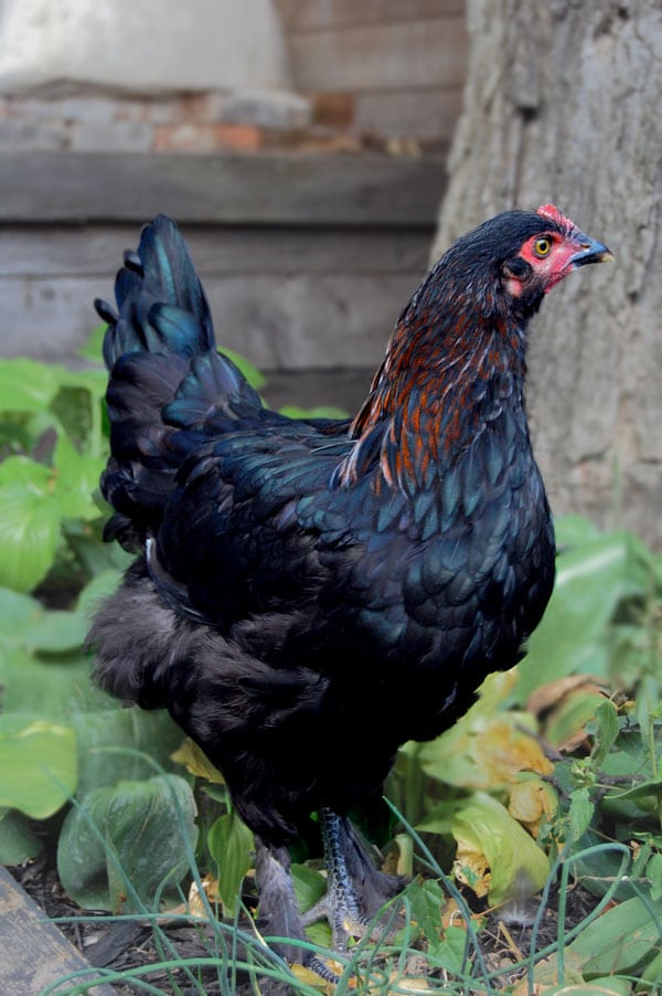 black-copper-marans-hen