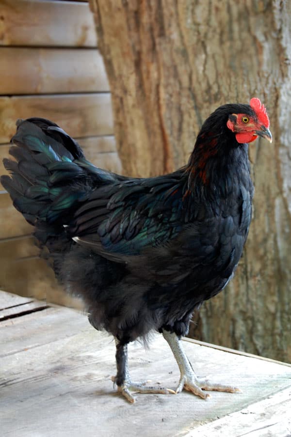 black-copper-marans-rooster-a