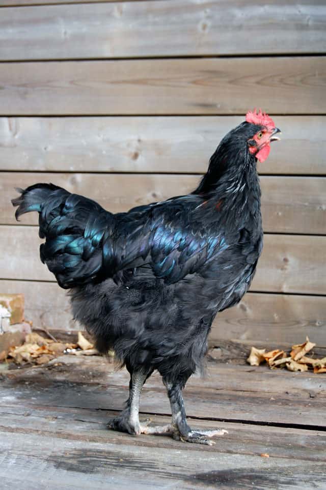 black-copper-marans-rooster-b