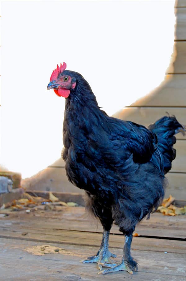 black-copper-marans-rooster-c