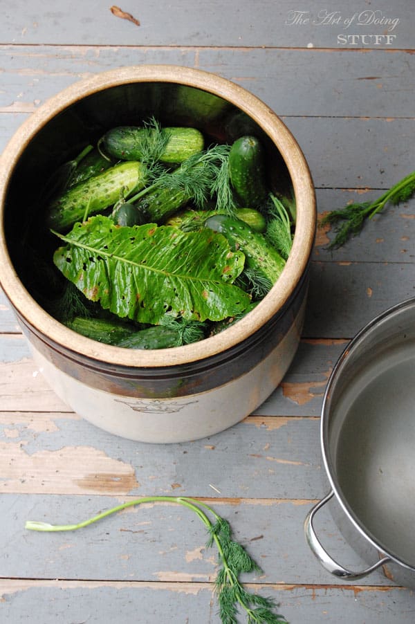 Antique crock filled to the brim with pickling cucumbers, dill fronds and a horseradish leaf.