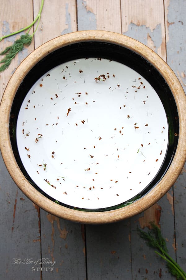 Antique pickling crock sitting on worn, painted floor with white plate weighing down pickles on top.