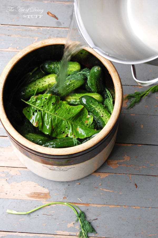 Pouring water into antique brown and cream crock filled with pickling cucumbers.