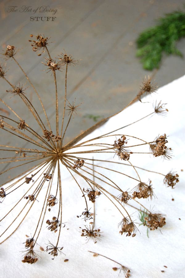 Close up shot of dried dill head on white tea towel.