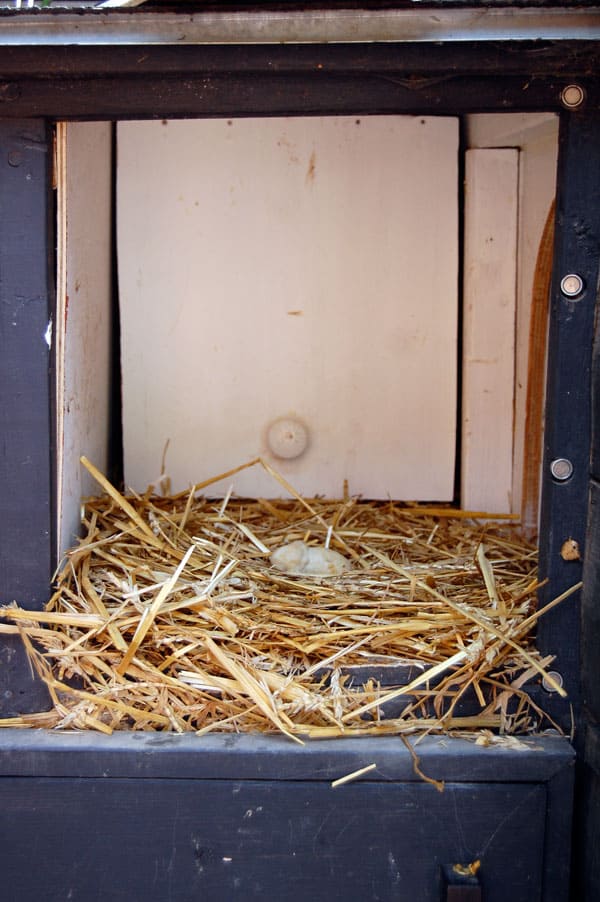 lash-egg-in-nesting-box