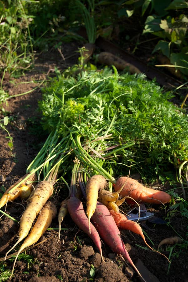 Freshly pulled garden heirloom carrots