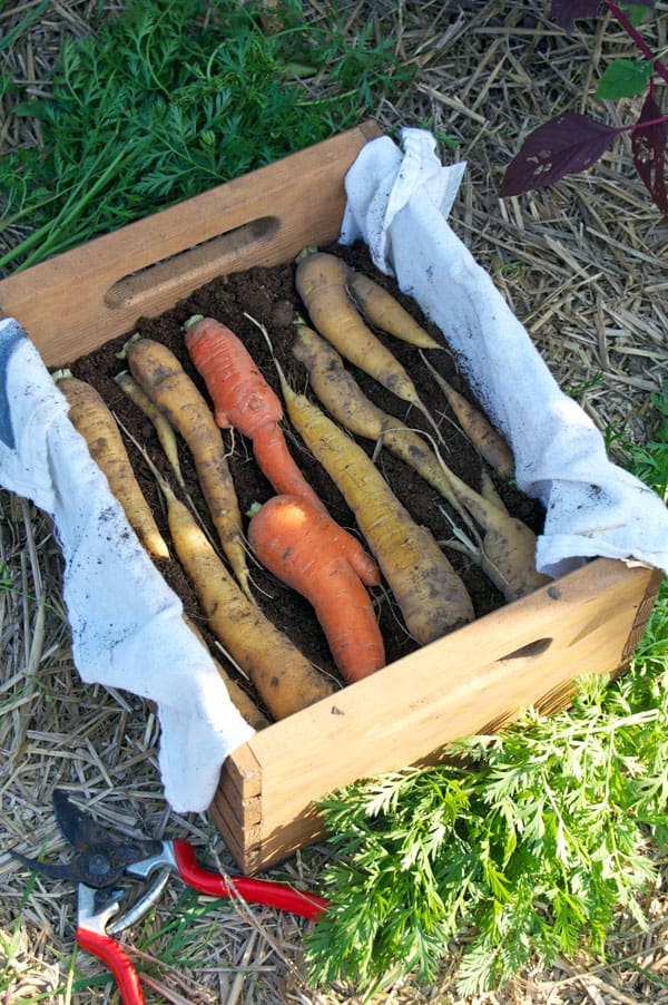 storing-carrots-long-term