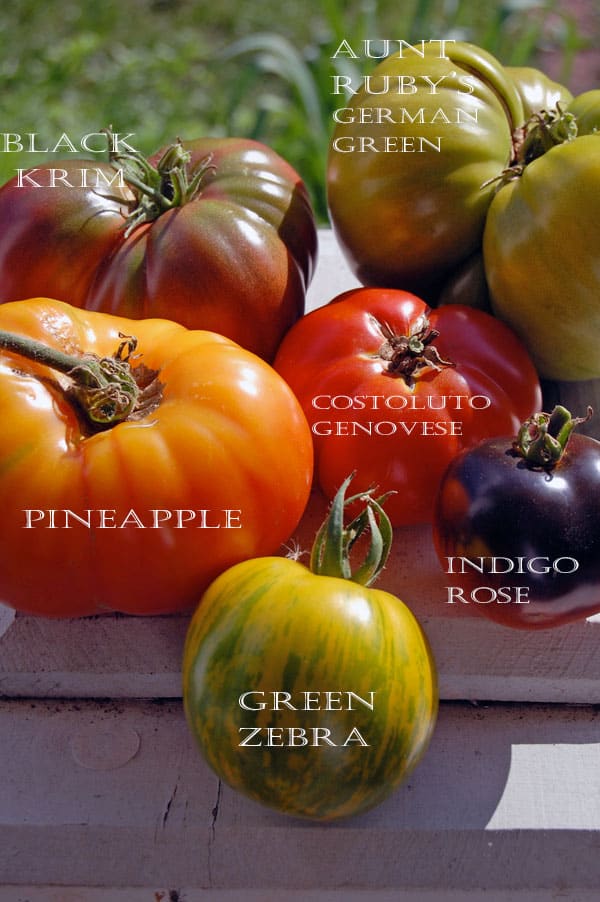 tomatoes-labelled