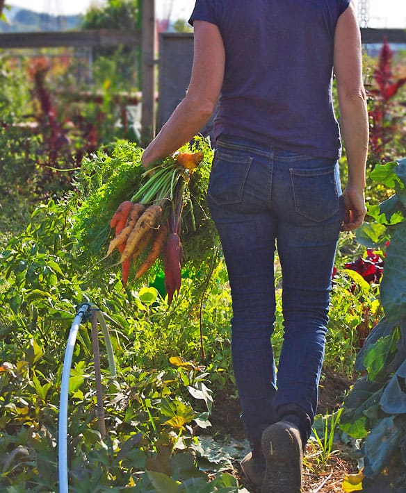 Heirloom carrots being carried from the garden by a woman in jeans.