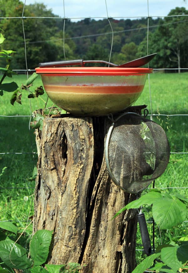 A bowl of fermented chicken feed sits atop of a tree stump with a pasture and forest in the background.