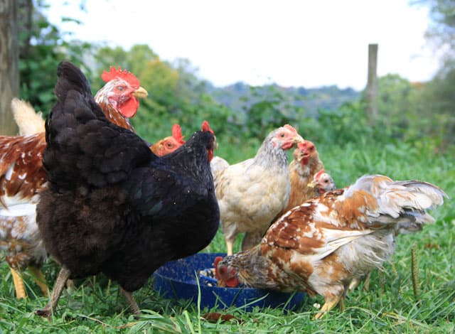 A flock of multi colored hens in an open field eating fermented chicken feed out of a speckled bowl.