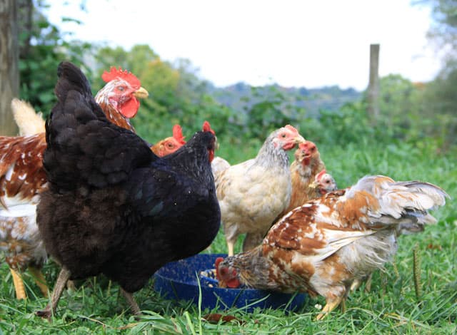 A flock of multi colored hens in an open field eating fermented chicken feed out of a speckled bowl.