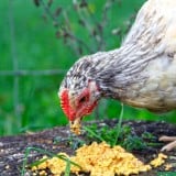 How to Ferment Chicken Feed for Healthier Chickens.