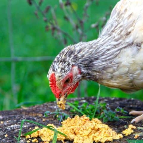 How to Ferment Chicken Feed