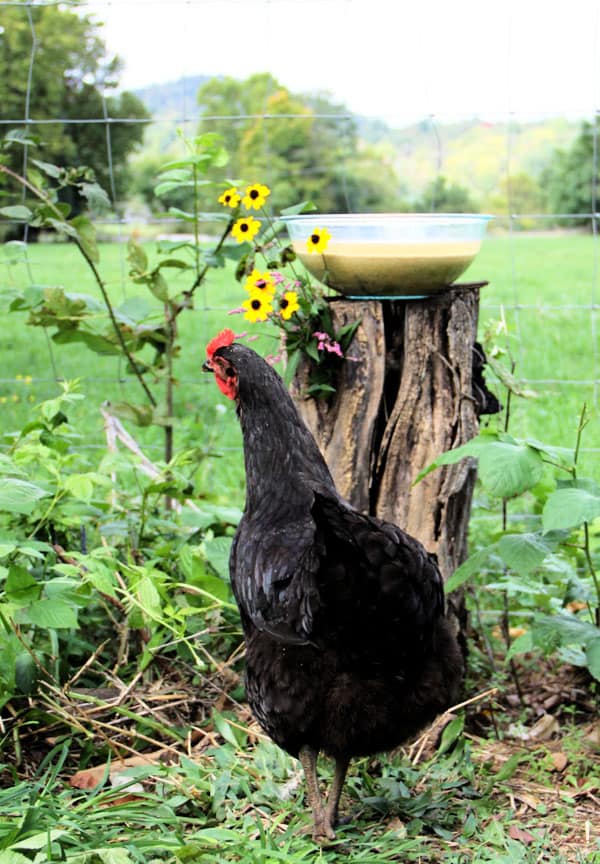 A black hen stands in front of a tree stump with a clear bowl of fermented chicken feed on top.