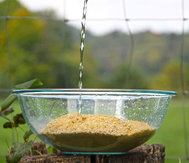 Pouring water into a bowl of crumble chicken feed to ferment it.