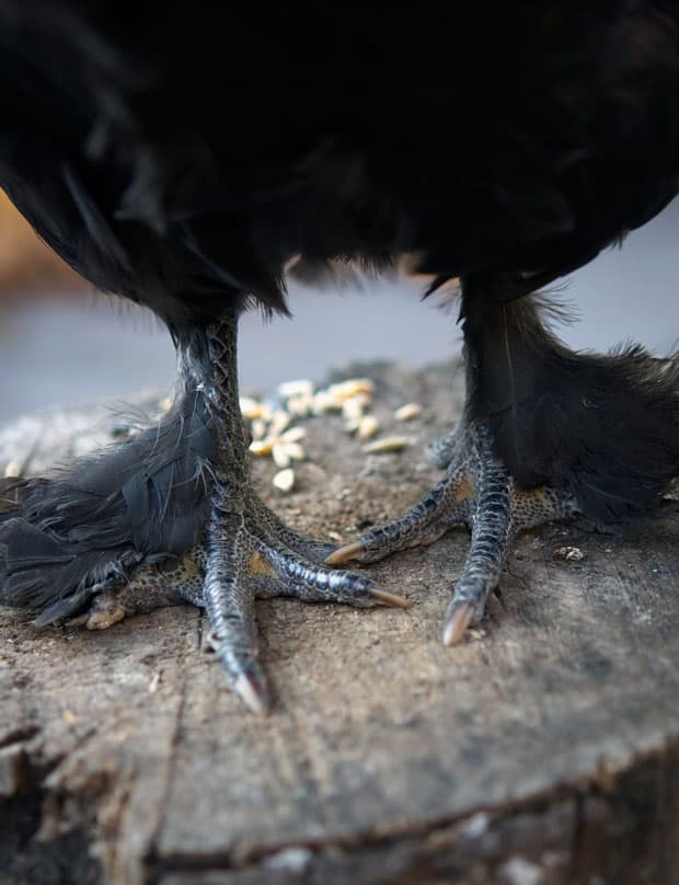 black-copper-marans-feet