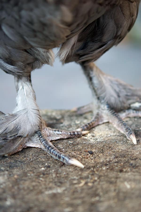 blue-copper-marans-feet