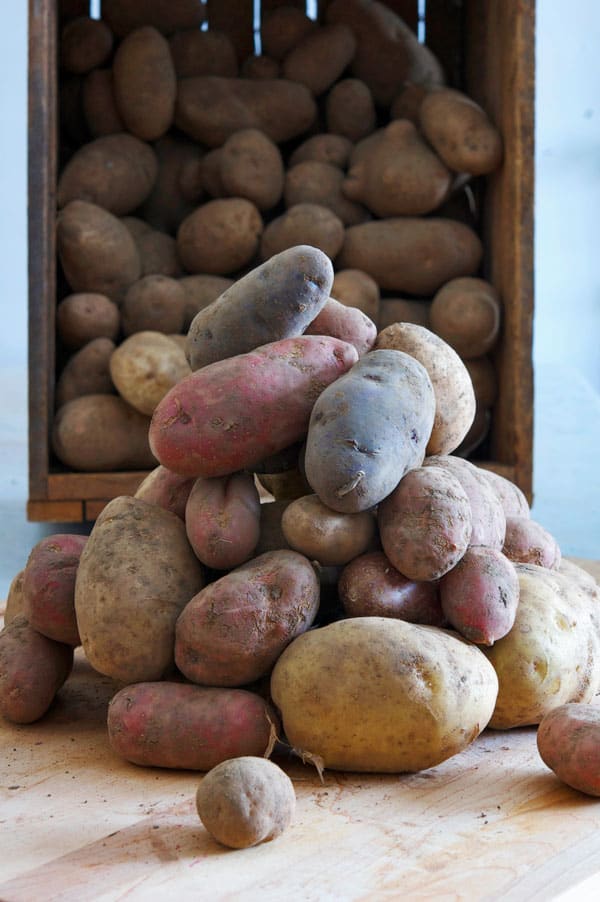 potatoes-long-term-storage