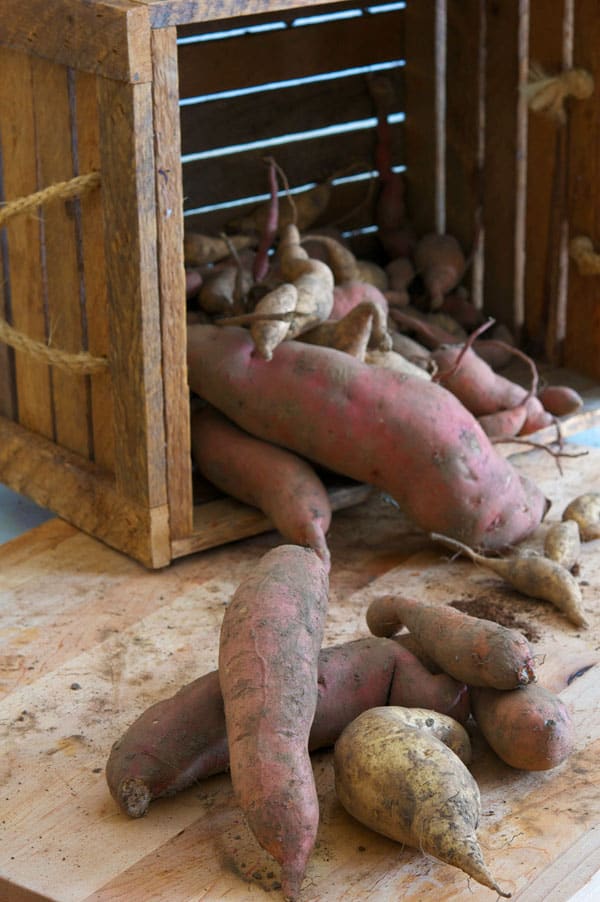sweet-potatoes-long-term-storage