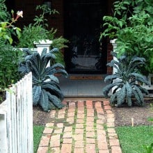 "Black Magic" dinosaur kale flanks a brick pathway.