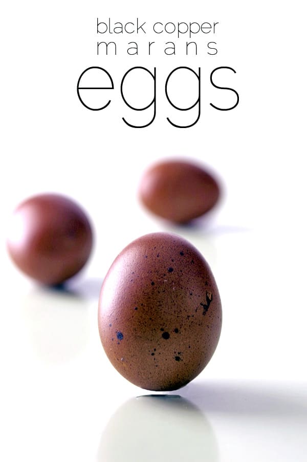 Marans Egg Color Chart