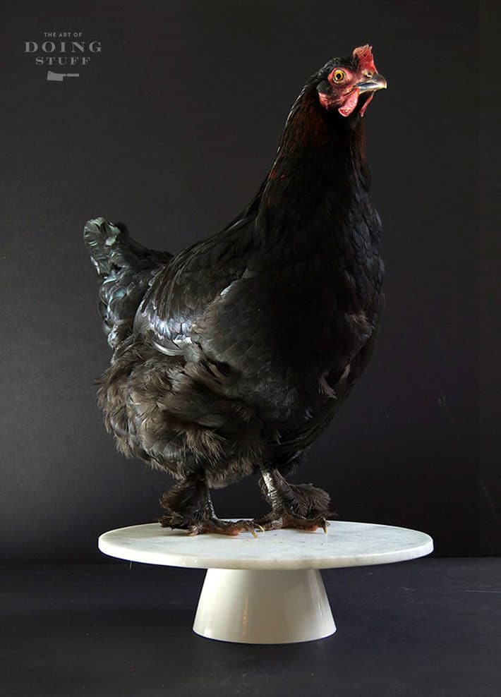 A black copper marans hen stands on a marble cake pedestal. 