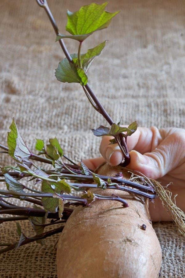 Pulling off slip from sweet potato.