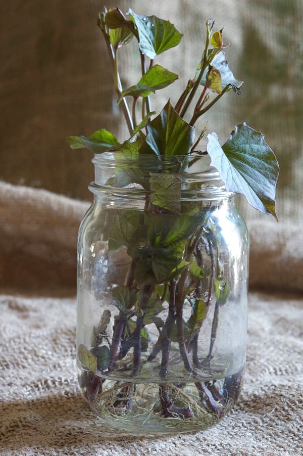 Sweet potato slips rooting in jar of water.