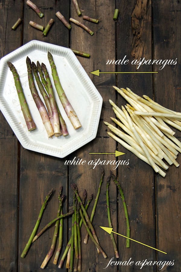 male-and-female-asparagus-2