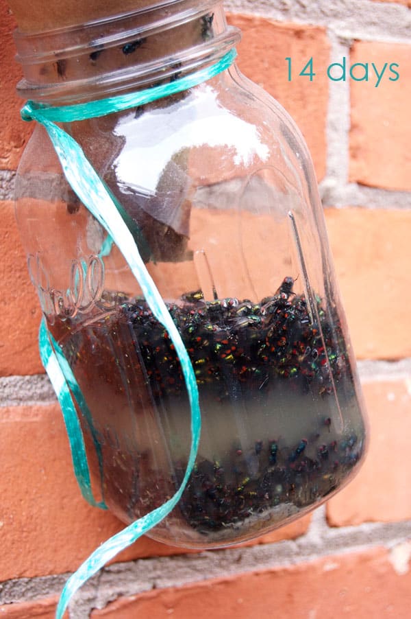 Need to trap some flies? This is the BEST fly trap I've found. It's homemade and cost zero dollars to make. Mason jar fly trap hanging on exterior red brick wall, filled with flies after 14 days.