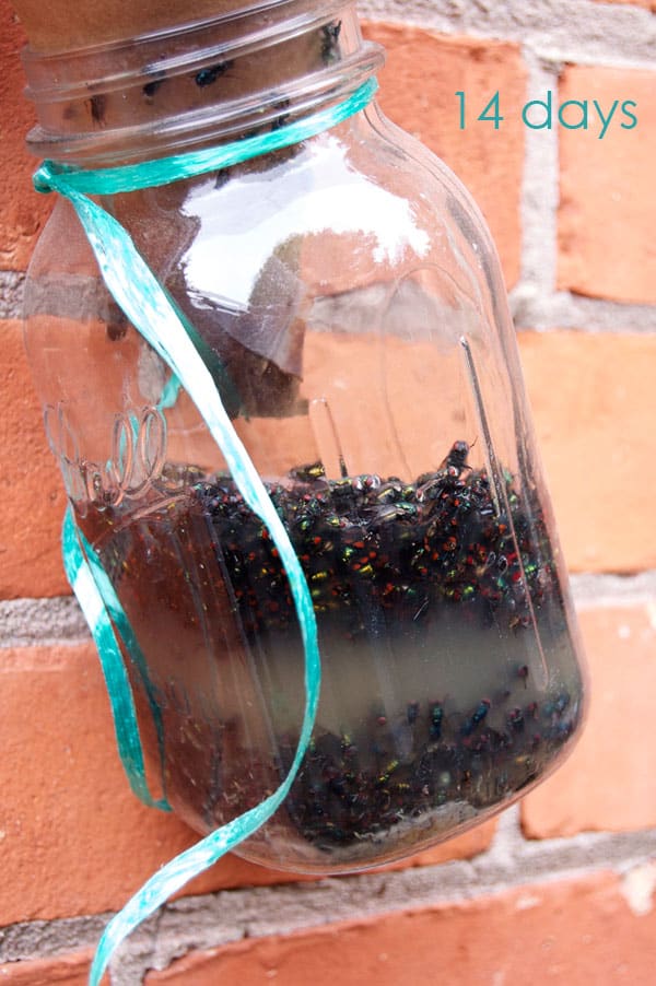 Mason jar fly trap hanging on exterior red brick wall, filled with flies after 14 days. 