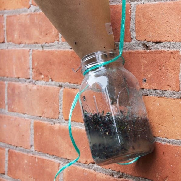 The huge success of a mason jar as a fly trap shown as it hangs on a red brick wall filled with flies.
