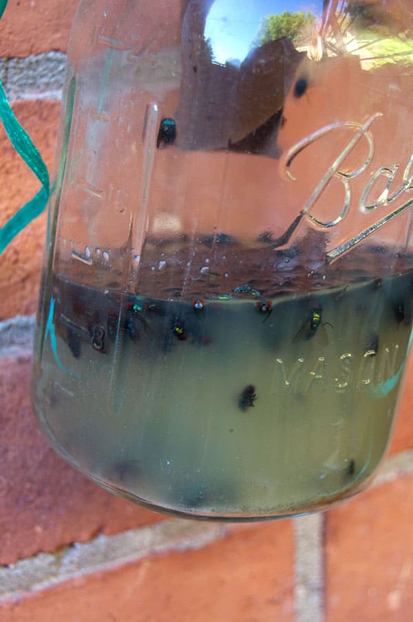 DIY mason jar fly trap filled with flies.
